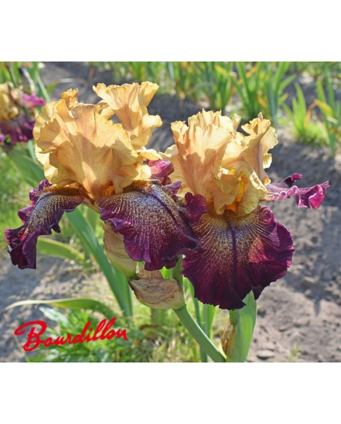 Iris : Raining Cats And Dogs