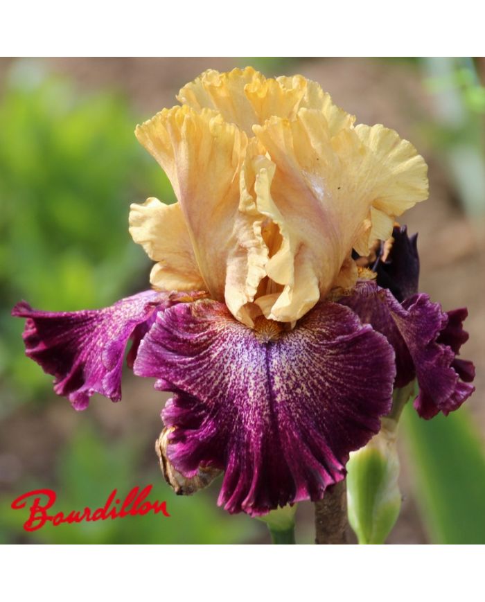 Iris : Raining Cats And Dogs