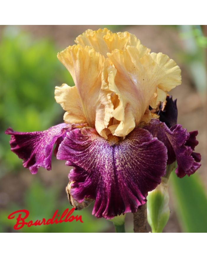 Iris : Raining Cats And Dogs