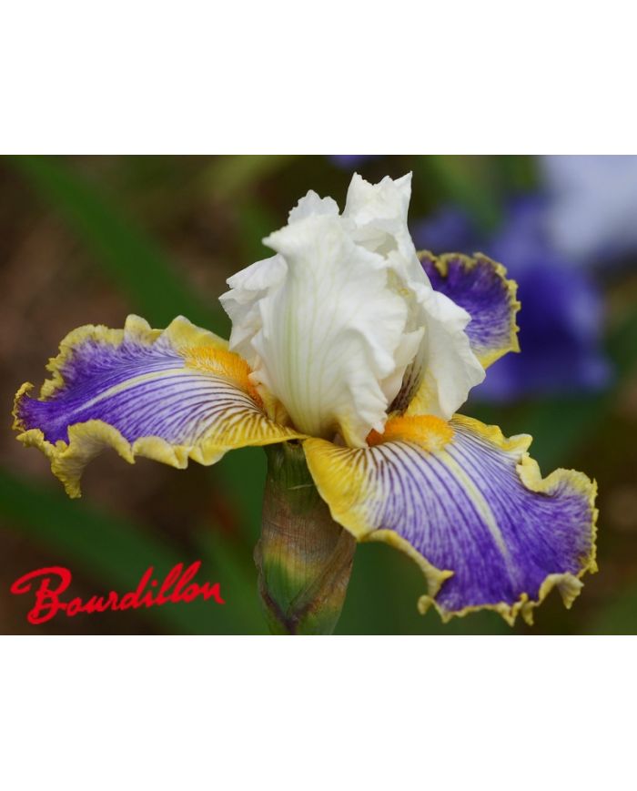 Iris : Wild Angel