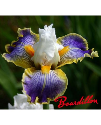 Iris : Wild Angel