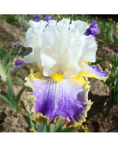 Iris : Wild Angel