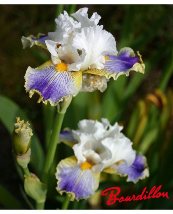 Iris : Wild Angel