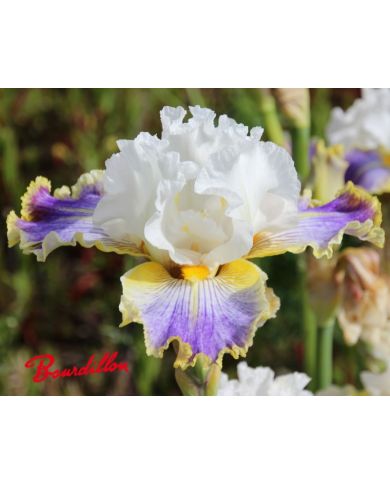 Iris : Wild Angel