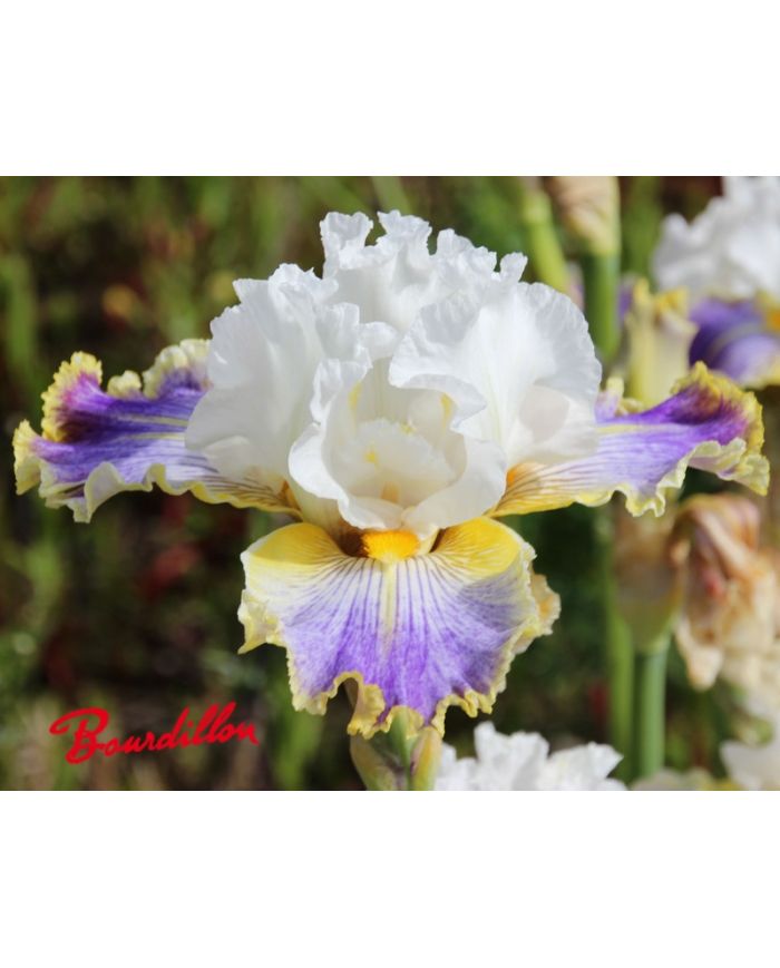 Iris : Wild Angel