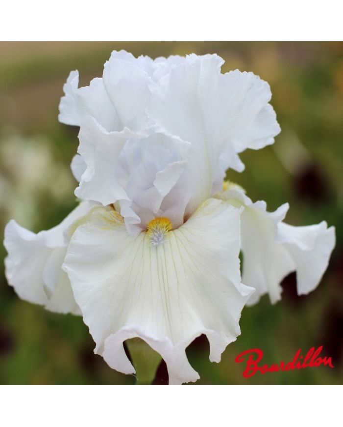 Iris : Margoulette