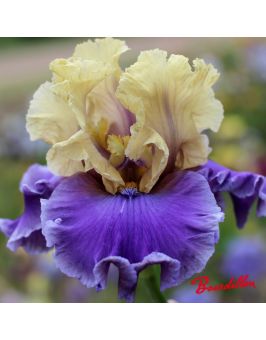 Iris : Guernazelle