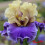 Iris : Guernazelle