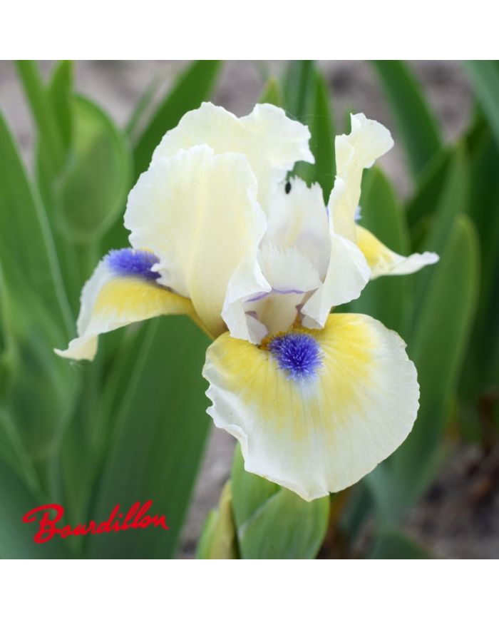 Iris lilliput : A Little Good News