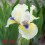 Iris lilliput : A Little Good News