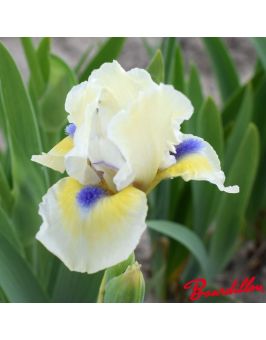 Iris lilliput : A Little Good News