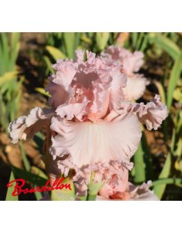 Iris : Fantasy In Pink
