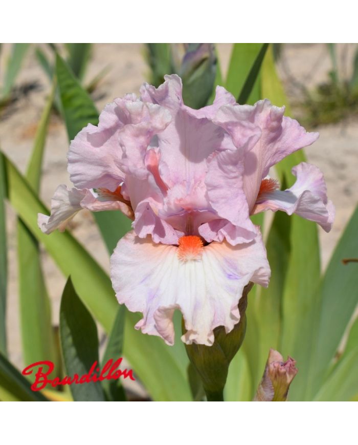 Iris intermédiaire  : So Petite