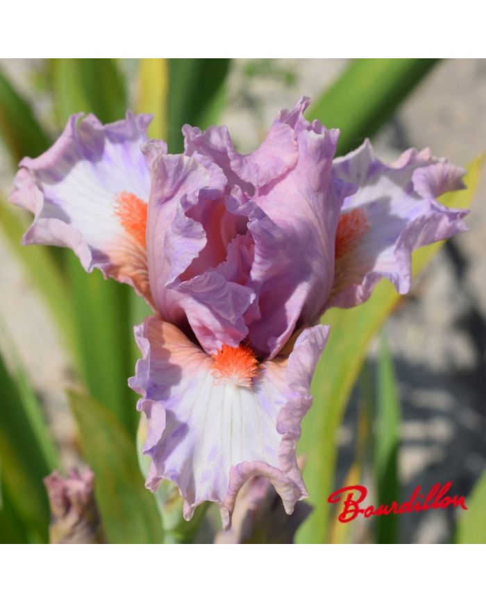 Iris intermédiaire  : So Petite