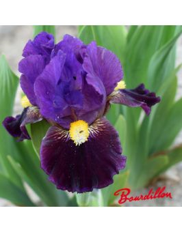 Iris lilliput : Beckoning