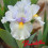 Iris lilliput : Double Life