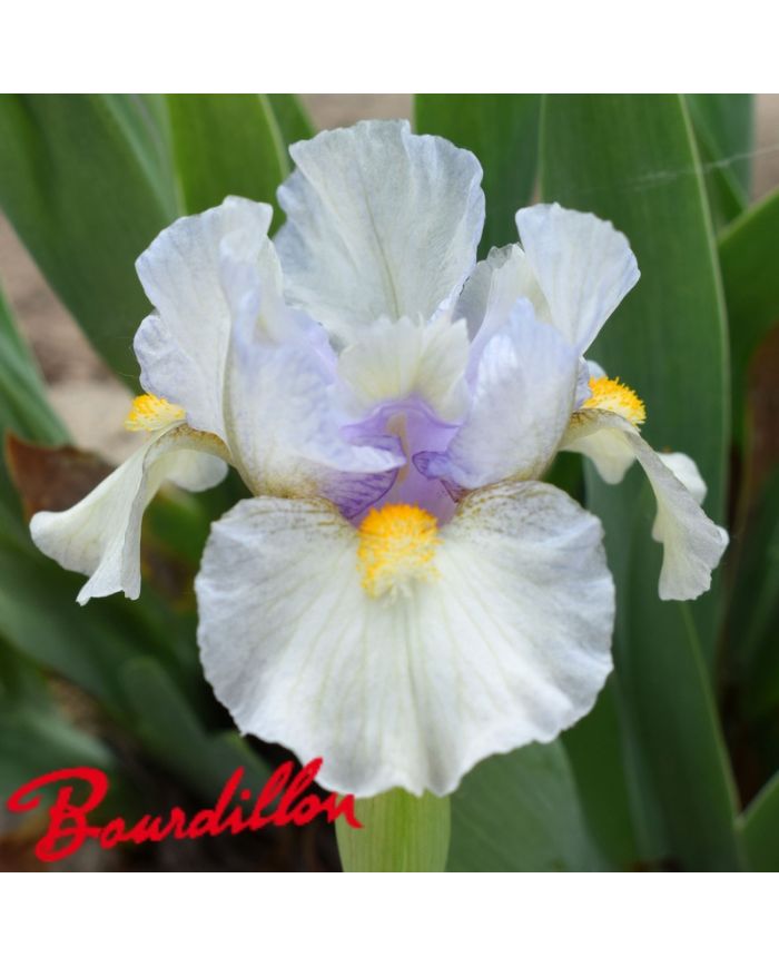 Iris lilliput : Double Life