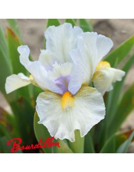 Iris lilliput : Double Life