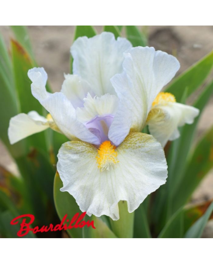 Iris lilliput : Double Life