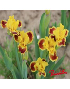 Iris lilliput  : Eblouissant