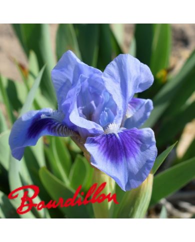 Iris lilliput : Katty Petts