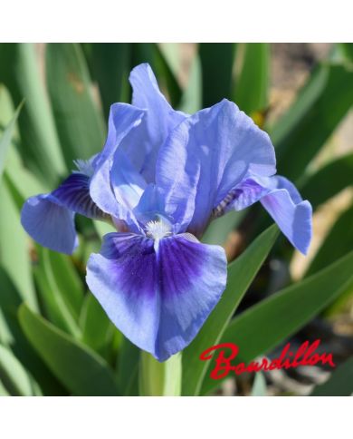 Iris lilliput : Katty Petts