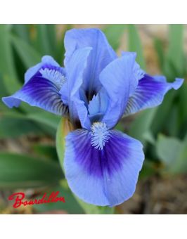 Iris lilliput : Katty Petts