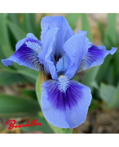 Iris lilliput : Katty Petts