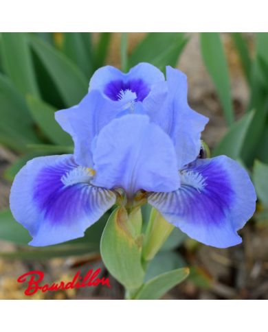 Iris lilliput : Katty Petts