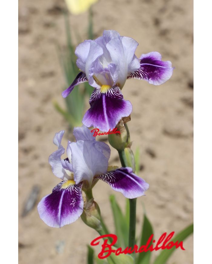 Iris intermédiaire  : Diving Line