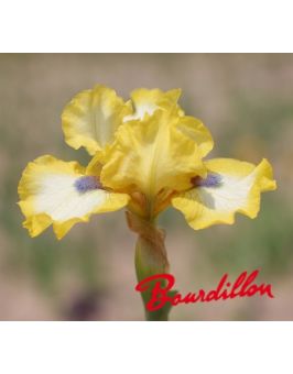 Iris lilliput : Bluebeard's Gold