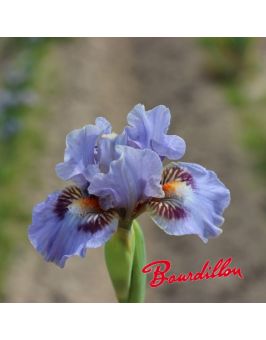Iris lilliput : Eye of sauron