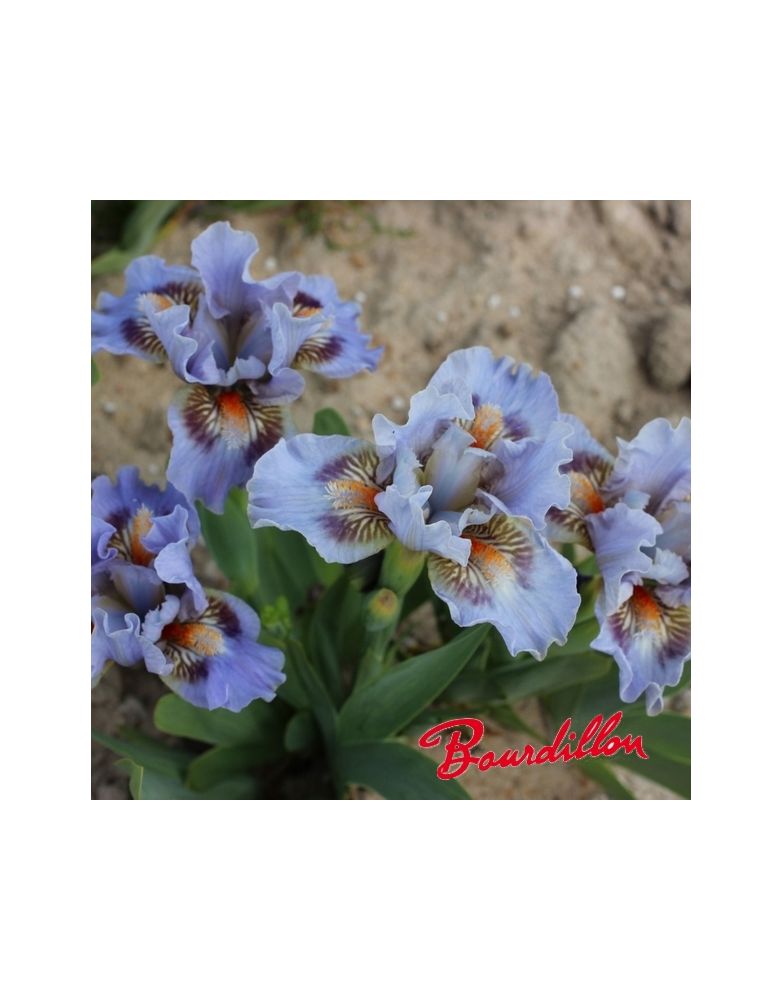 Iris lilliput Eye of sauron