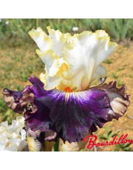 Iris de bordure : Ridgecrest