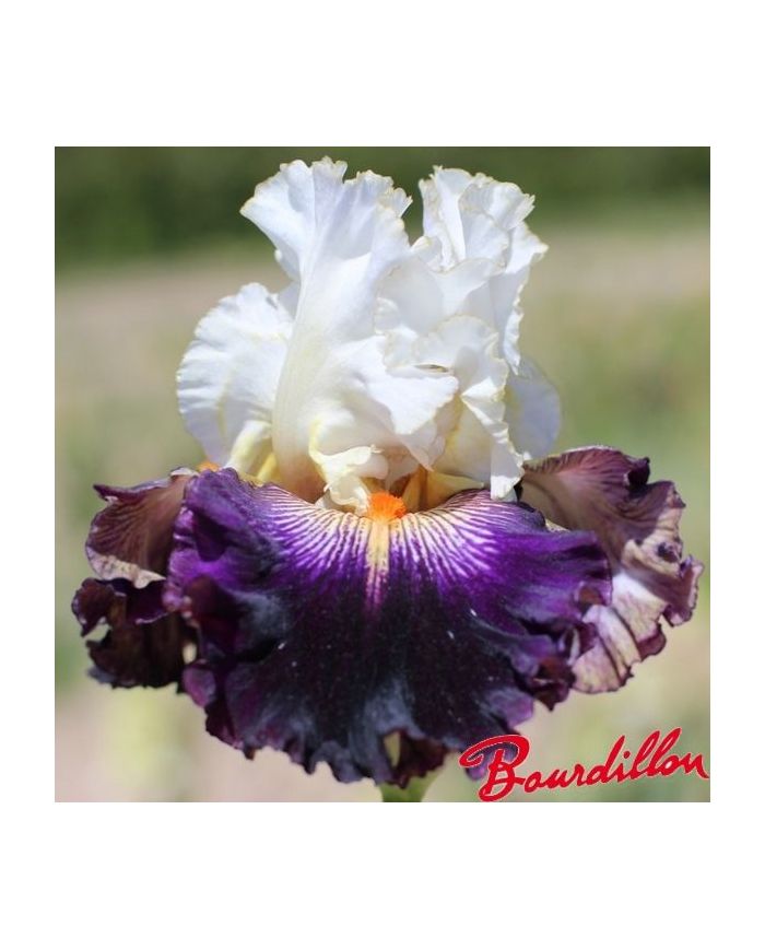 Iris de bordure : Ridgecrest