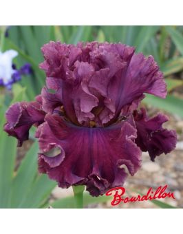 Iris de bordure : Pomponette