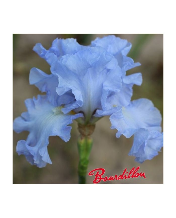 Iris : Absolute Treaunde