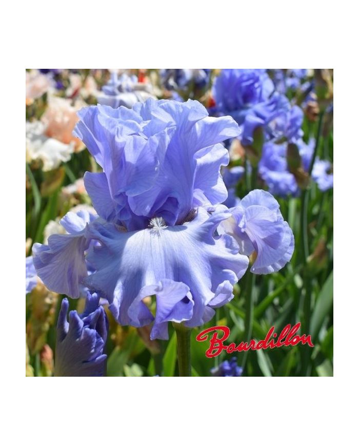 Iris : Absolute Treaunde