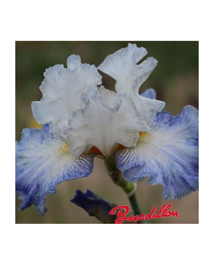 Iris : Autumn Breeze