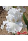 Iris : Nelly Tardivier