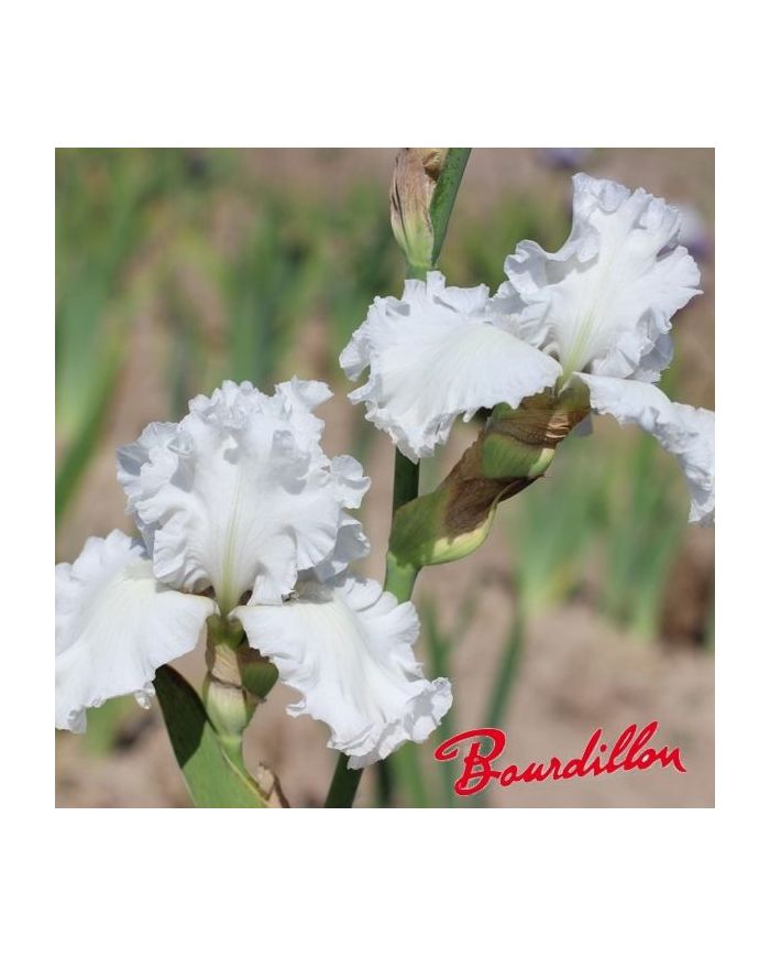 Iris : My beloved