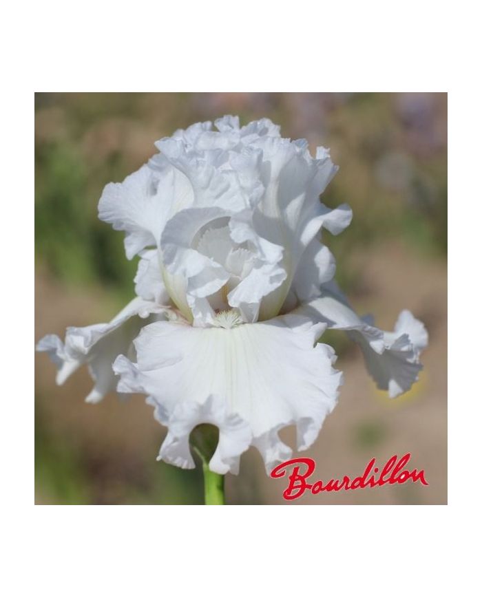 Iris : My beloved