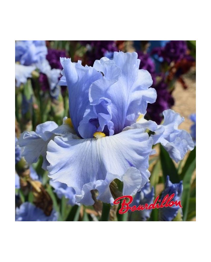 Iris : Sea for miles