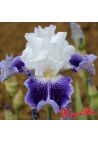 Iris : Volcanic glow