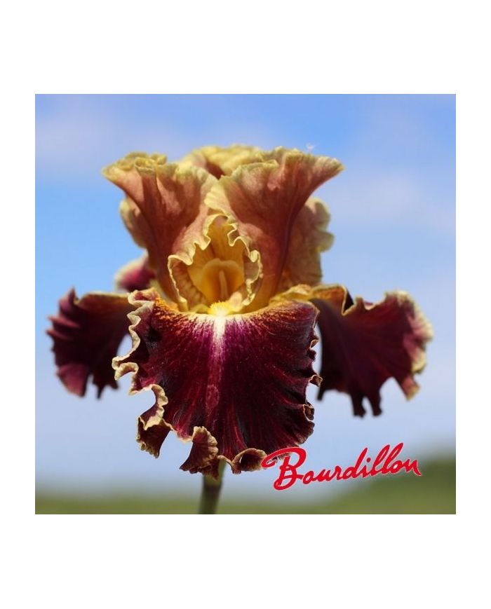 Iris : Volcanic glow