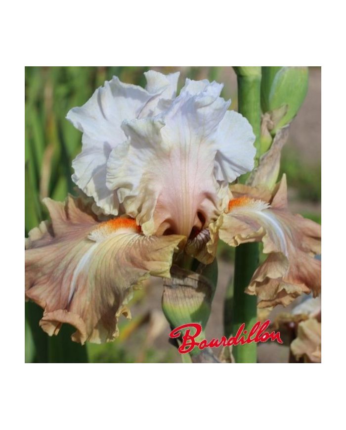 Iris : Caramel de sologne