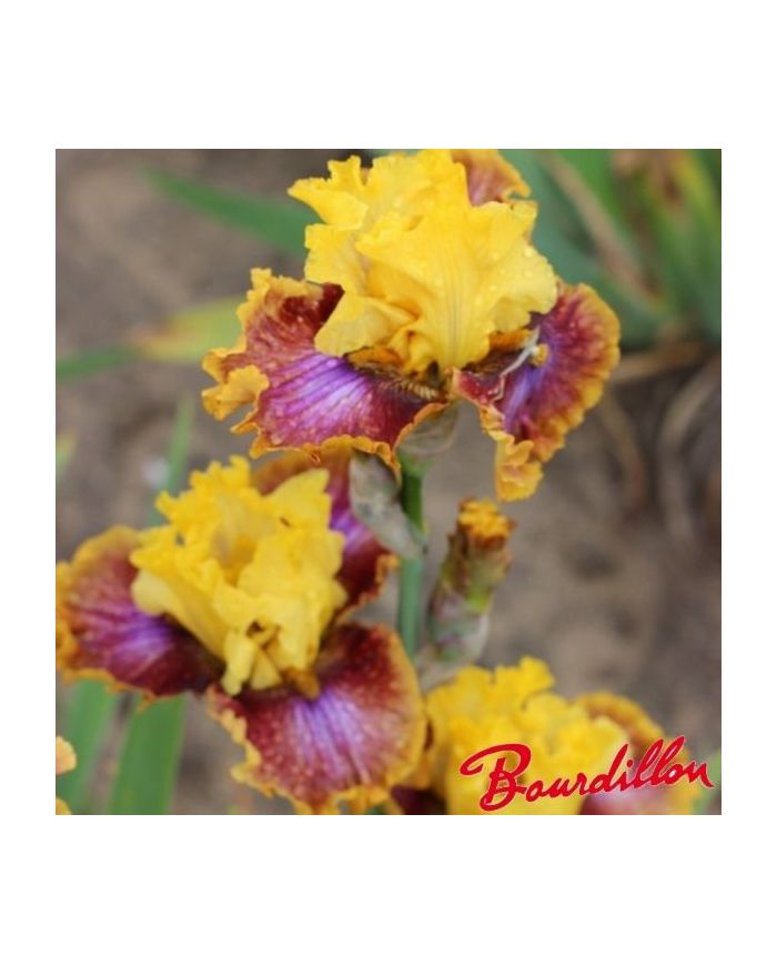 Iris : Réveil ensoleillé