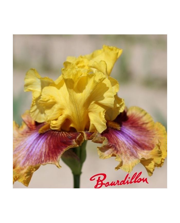 Iris : Réveil ensoleillé