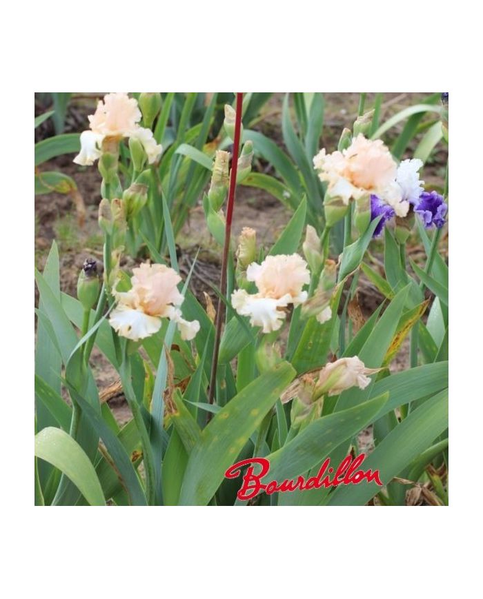 Iris : Sous le charme
