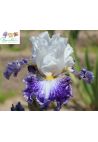 Iris : In tune